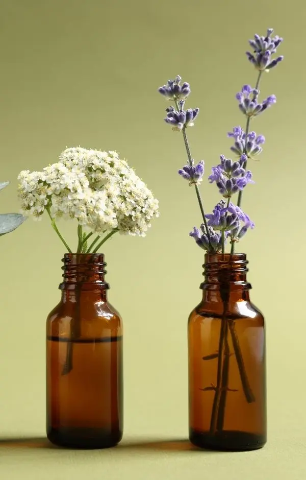 Plantes dans des flacons pour signifier l'extrait de plantes